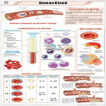 Human Blood Chart